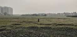 Felix - urban pastures 1