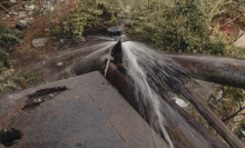 Felix - Urban Pastures Projekt 2