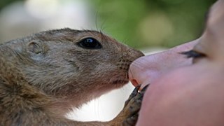 Mensch und Tier  © © Pixabay Mensch und Tier 