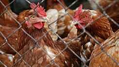 Das Huhn von Frau Hahn 
