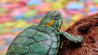 Mensch und Tier © © Pixabay Mensch und Tier