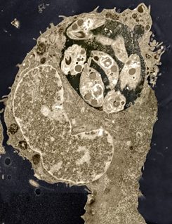 in Progress 1 - Karin