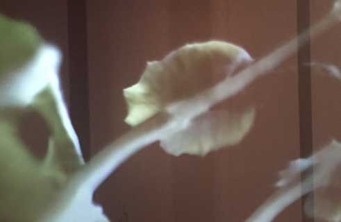 L'installation audiovisuelle de Navid Navad 
