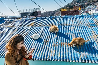 Eine Touristin fotografiert Katzen auf einem blauen Dach.