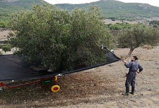 Ο 31χρονος Λεωνίδας στο μάζεμα της ελιάς