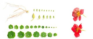 Aufgereihte Pflanzenteile von Nasturtium (Brunnenkresse)