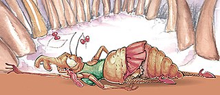 القملة الهاربة 