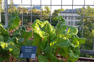 Swiss chard growing in UDC’s rooftop farm.
