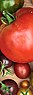 Ja, diese Formen und Farben sollen unsere Definition von Tomate auf den Kopf stellen! ProSpecieRara kultiviert 140 verschiedene Paradiesäpfel.