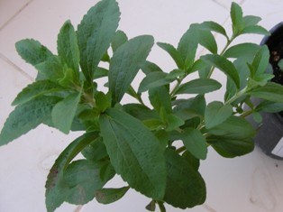 Barbara Okuyucu &copy; Barbara Okuyucu Barbara Okuyucu