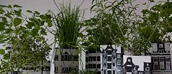 Stadt macht satt - bepflanzte Tetra Paks