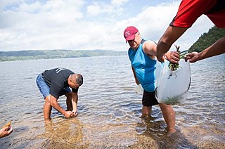 Tourteilnehmer waschen gesammelte Pikopiko im See Rotoiti. 