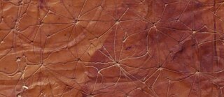 Fashion in Response Sapta Kombucha