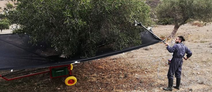 31-year-old Leonidas harvesting olives.