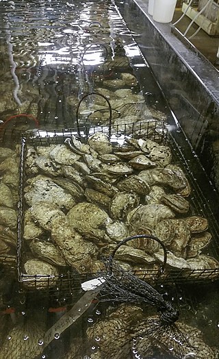 Basketed and bagged oysters are maintained at a proper temperature and salinity to allow good spawning to take place.