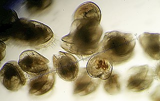 Sobald das „Auge“ zu sehen ist, sind die Austernlarven bereit, um zur Aussaat verschickt und verkauft zu werden.