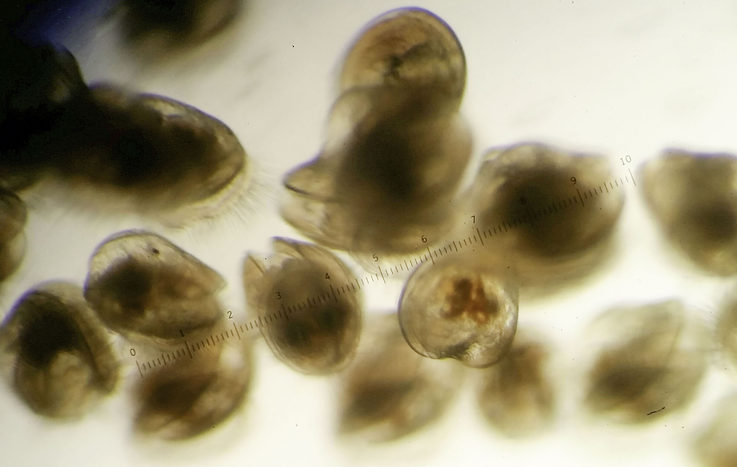 Once the “eye” appears, the oyster larvae are ready for setting, shipment and sale.
