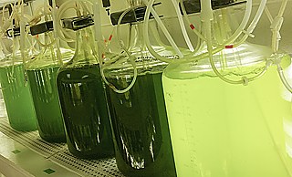 In diesen Becken wird nährstoffreiches Futter angepflanzt, das für das frühe Stadium der Austernentwicklung unverzichtbar ist. 