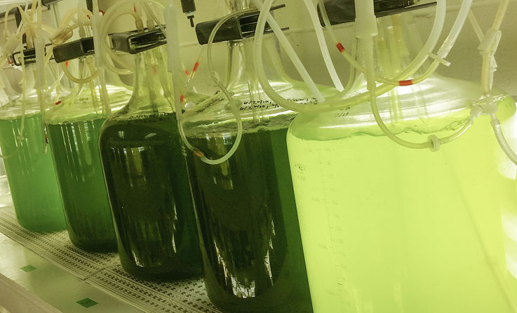 These tanks provide nutrient rich food critical for the early oyster development phases.