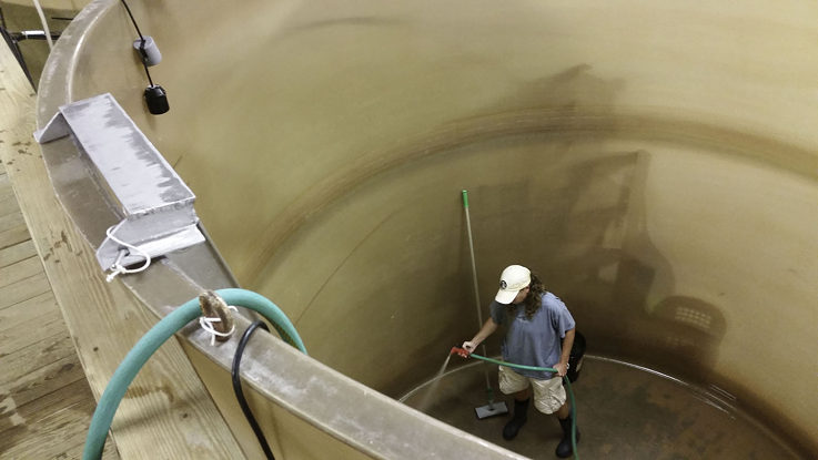 Nutrient rich algae are circulated in these super-sized tanks to feed oyster larvae. This process helps maximize healthy production of eyed larvae for setting.