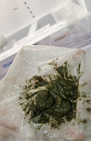 Was aussieht wie Sand- und Schlammklumpen, sind Millionen von „beäugten“ Larven, die an Austernfarmen zur Aufzucht weiterverschickt werden. 