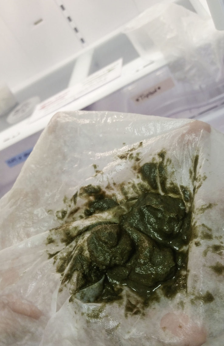 When shipped out to oyster farms for setting, these millions of eyed larvae appear like lumps of sand and mud.