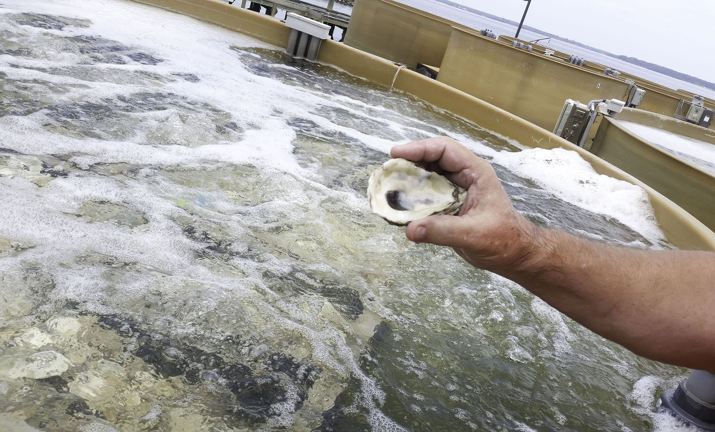 Oyster Farming Magazine GoetheInstitut USA