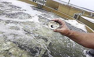 Aussetzen: Winzige „beäugte“ Austernlarven werden auf ein Substrat gesetzt, eine Imitation einer Austernschale