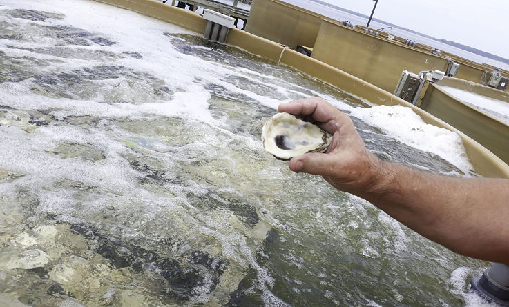 Setting: Tiny eyed oyster larvae are attached to a cultch (substrate of oyster shell).