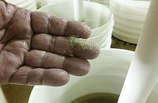 Diese werden genutzt, um „beäugten“ Larven auf einem kleinen Mikro-Untergrund in gleicher Größe wie die Larve anzubringen, damit sie auf winzig kleinen Schalen heranwachsen. Solche Schalen werden meist von jenen Bauern gekauft, die ihre Austern in Taschen, Käfigen oder Gestellen heranwachsen lassen, also nicht direkt auf dem Grund des Wassers. 