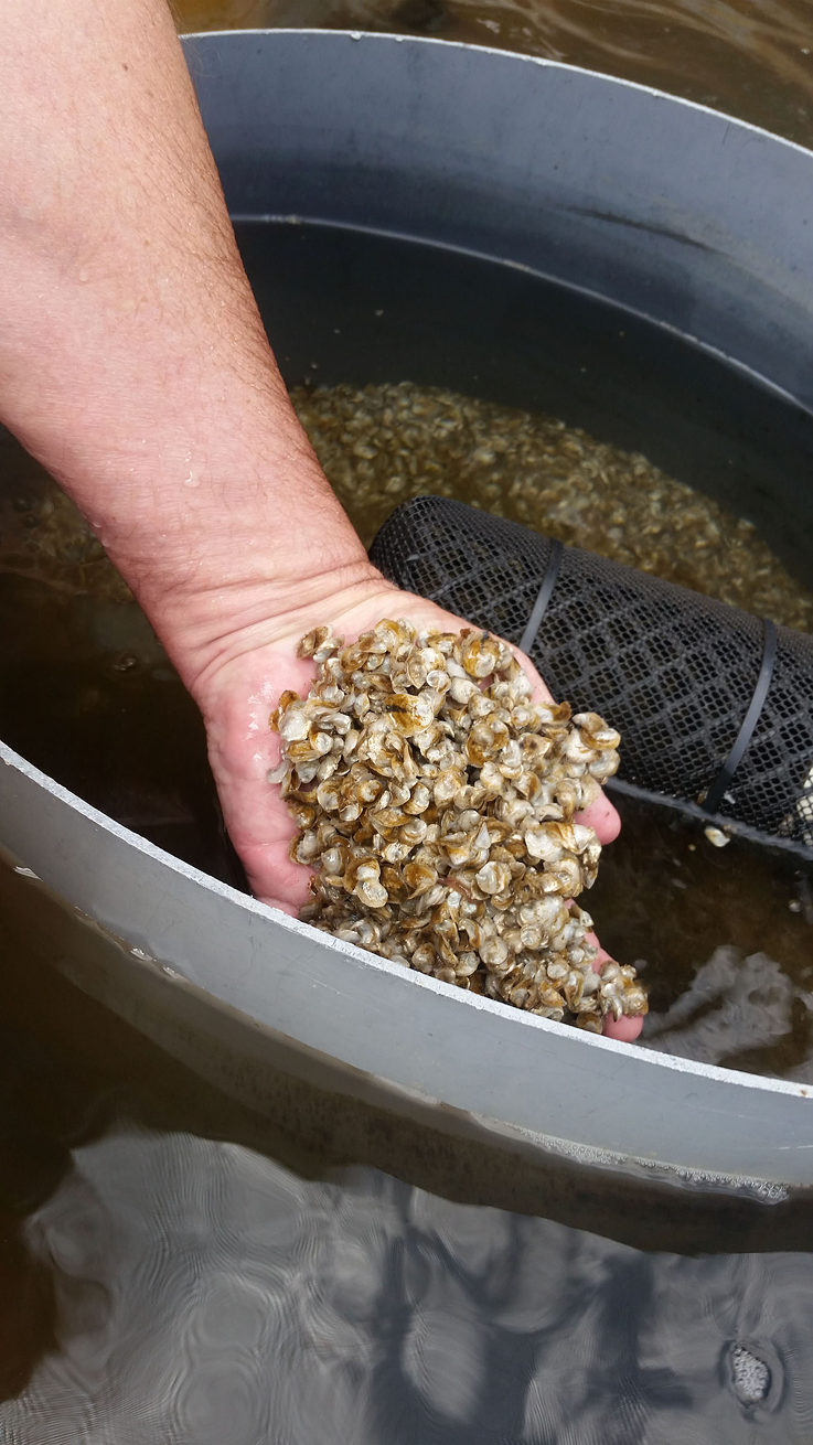 Mit Upweller-Systemen können die Austernbauern auf einem konzentrierten Gebiet ihre Samen wachsen lassen und sortieren. Sie sorgen außerdem für niedrige Betriebskosten, indem sie die Nutzfläche erweitern und die Arbeitsabläufe vereinfachen. Dabei sind sie relativ preiswert und brauchen nicht viel Platz. 