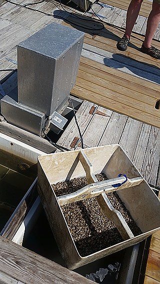 In Behältern mit glasfaserverstärkten Wänden kommt man besonders gut an die Austern heran und das Sortieren fällt leichter.  