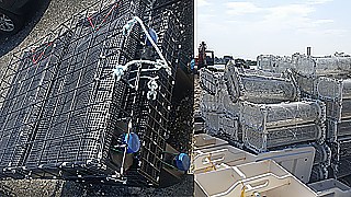 Austernkultivierungen, die Saataustern nicht auf dem Boden ansiedeln, benutzen je nach vorhandener Umgebung Käfige, Taschen oder Körbe. 