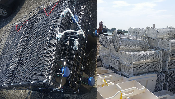 Oyster farmers and gardeners not planting in ground use cages, bags or baskets based on their water site.