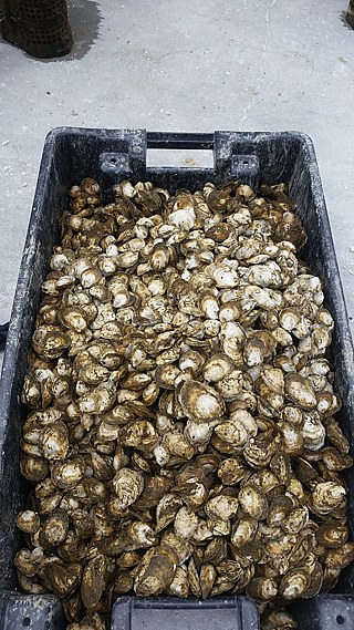 Diese Austern haben ihren Reifungsprozess offenbar schon halb hinter sich. 