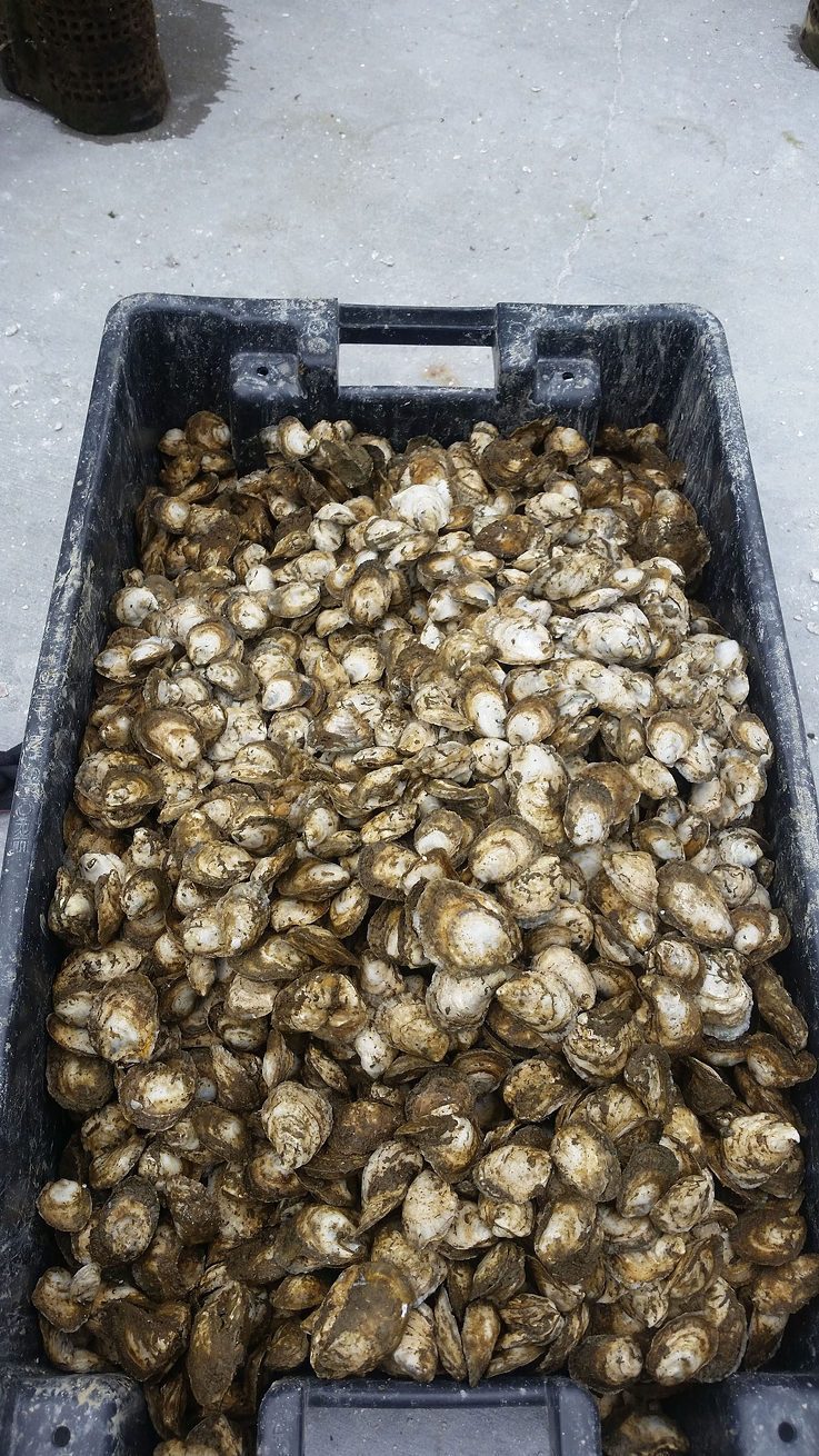 These oysters appear to be halfway through their grow-out process.