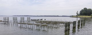 Austernkultivierung zum Anfassen: In Dorchester County kann man hautnah erleben, unter welchen Bedingungen und in welchem Umfeld Züchter ihre Austern heranwachsen lassen und welche Techniken und Werkzeuge sie dabei benutzen. 