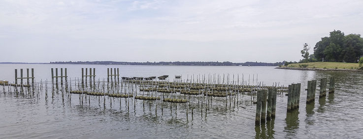 Conditions of a farmers growing space and environment drive the style, techniques and tools the farmer utilizes. Having an experimental and educational space in Dorchester county is very useful.