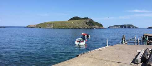 Birds are also found at Tor's Cove