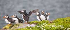 Puffins