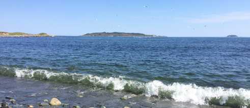 Gull Island, Witless Bay