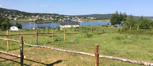 The bulk of the juvenile puffins are found in Witless Bay, the closest town to the Ecological reserve