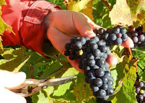 Vigne à « Winegarden Estate »