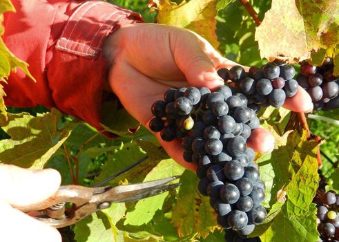 Grape at Winegarden Estate