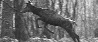 Photo d'un cerf dans la forêt