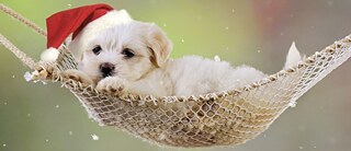 German Conversation Group: Mensch und Tier