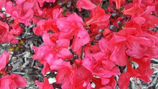 Glück aus deutscher Sicht