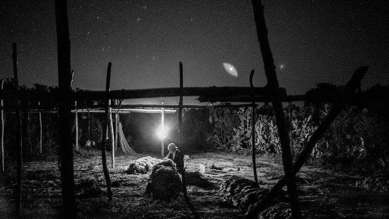 Huicholes del tabaco