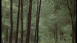 Los árboles no dejan ver el bosque &copy; Los árboles no dejan ver el bosque