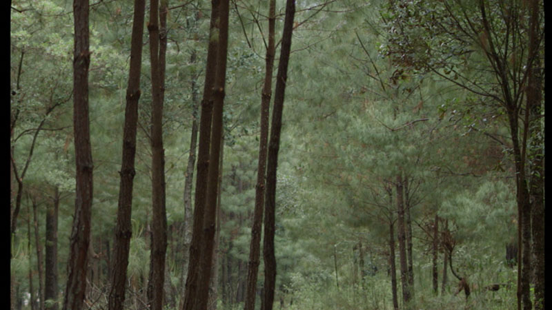 Los árboles no dejan ver el bosque